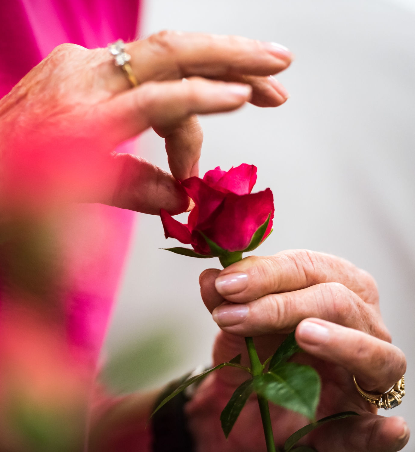 Rose Show